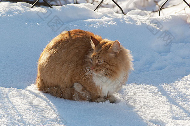 红色的猫坐在雪太阳线栅栏