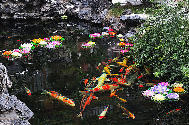 池塘锦 鲤鱼上海公园