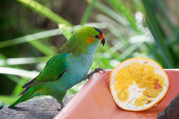 澳大利亚紫色的加冕吸蜜鹦鹉喂养柑橘类橙色水果菜西方澳大利亚