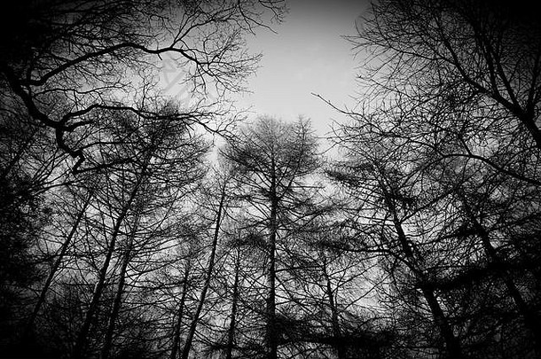 树森林黑色的白色喜怒无常的令人难忘的森林