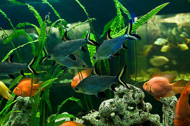 热带鱼巴拉姆蒂奥切勒斯melanopterus丽鱼科家庭生活tauland东南部亚洲