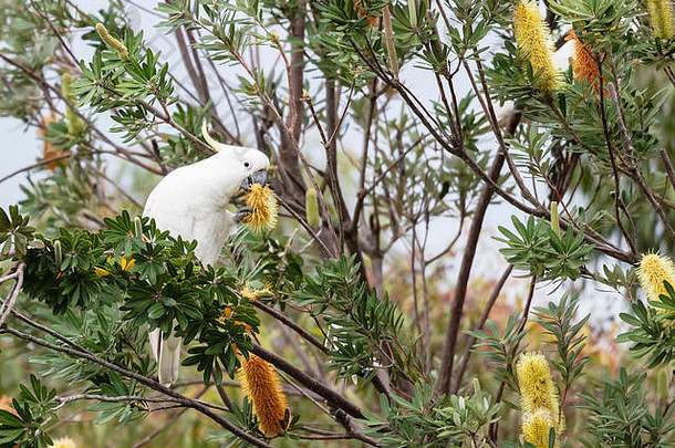 硫冠毛犬小鹦鹉吃拔克西木属野花蓝色的山澳大利亚
