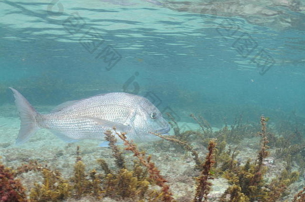 大成人澳大拉西亚人鲷鱼pagrusauratus游泳短海藻平岩石底浅水