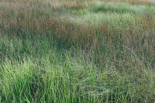 沼泽郁郁葱葱的绿色草增长夏天