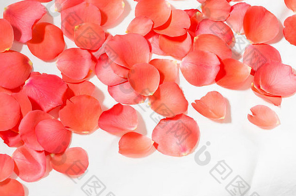 堆红色的玫瑰花瓣