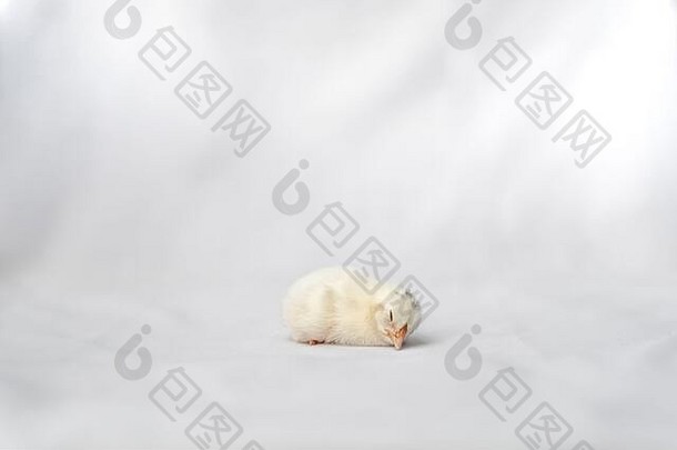 睡觉白色阿彭策尔小鸡白色清晰的背景
