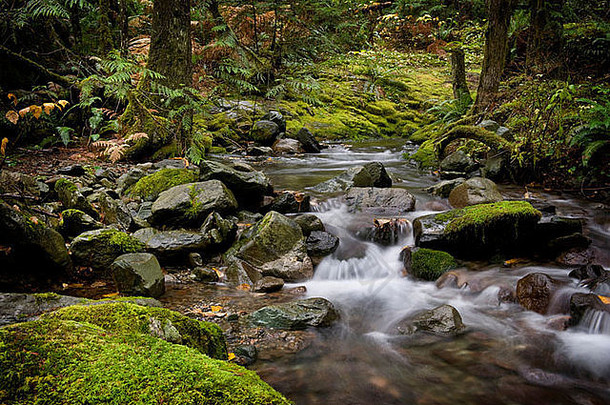 美丽的小溪nooksack瀑布华盛顿优秀的雨森林环境