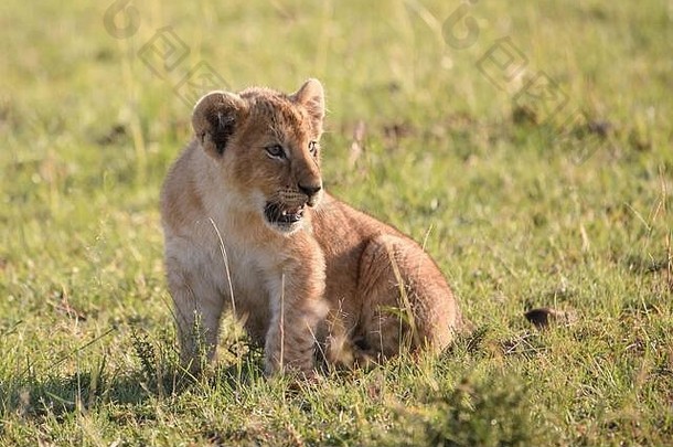 可爱的狮子幼崽小猫野生马赛玛拉储备肯尼亚