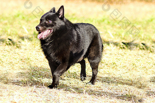 年轻的健康的美丽的黑色的schipperke狗走草快乐好玩的spitzke小指出