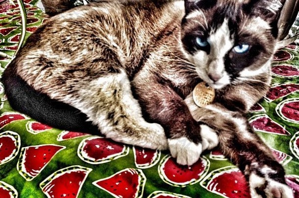 蓝色的眼猫了西瓜桌布