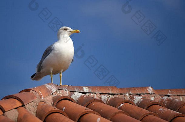 海鸥平铺的屋顶