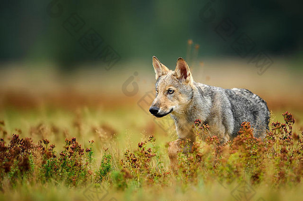狼幼崽盯着色彩斑斓的草