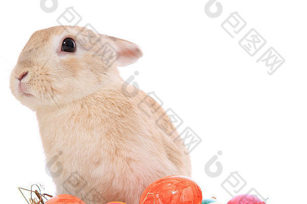可爱的复活节兔子彩色的鸡蛋白色背景