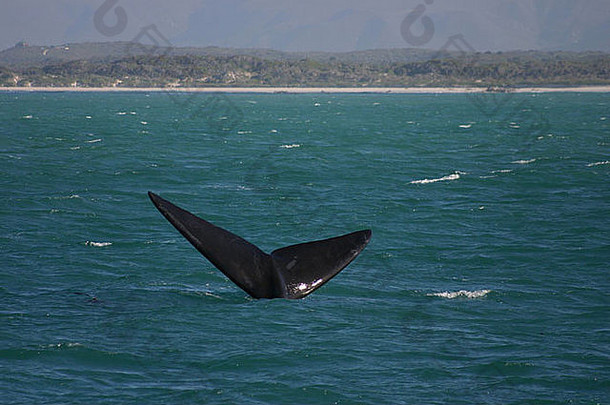 南部鲸鱼海洋hermanus南非洲