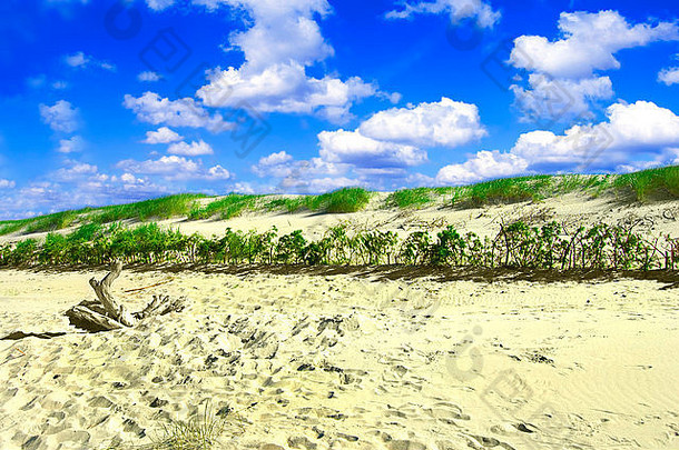沙丘概念上的图像沙丘草清洁蓝色的天空