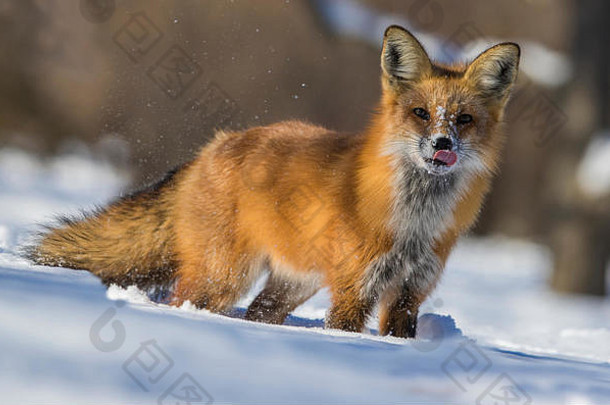 红色的狐狸狩猎冬天