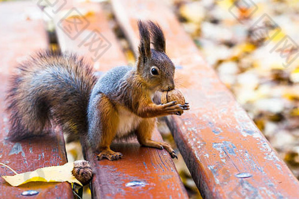 红色的松鼠爬上木板凳上站后腿持有胡桃木秋天叶子背景