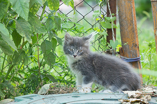 小灰色的小猫玩草木栅栏