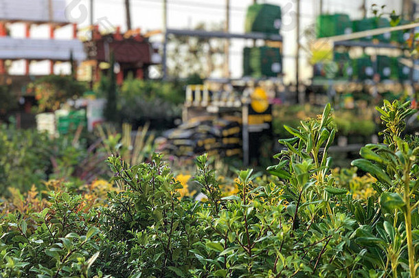 行色彩斑斓的花植物出售花园托儿所中心绿色房子
