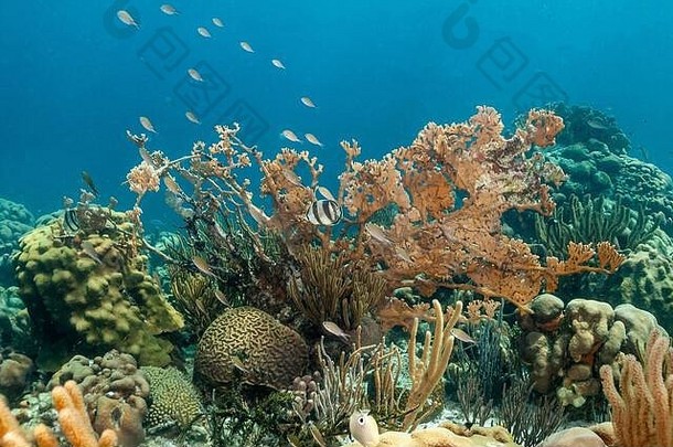 加勒比珊瑚礁<strong>海</strong>岸岛博内尔<strong>蝴蝶</strong>鱼
