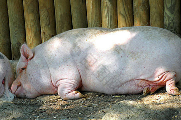 粉红色的脂肪猪肉睡觉内部<strong>脏乱</strong>的地方在泥