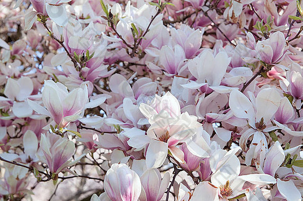 落叶木兰树飞碟郁金香形状的花完整的布鲁姆春天