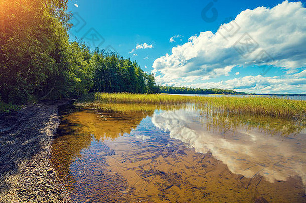 湖岸树蓝色的天空美丽的自然芬兰