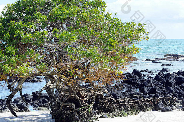 红色的红树林大片红树林树生长露头黑色的熔岩白色沙子海滩波多黎各维拉米尔伊莎贝拉加拉帕戈斯群岛厄瓜多尔