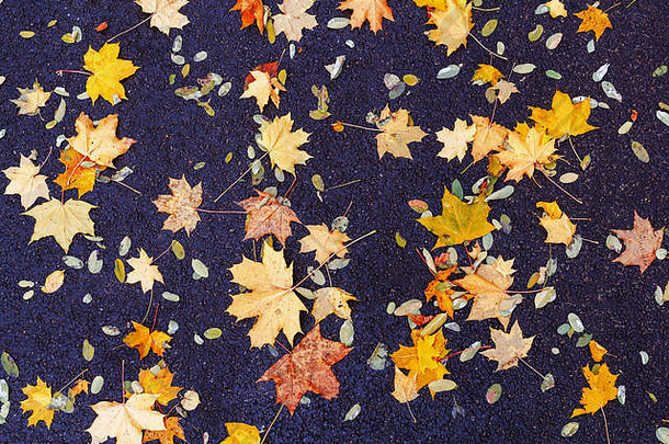 秋天叶子背景下降叶子秋天沥青纹理背景秋天叶子