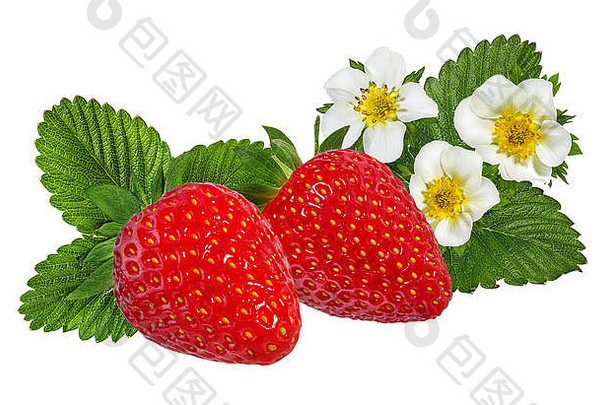 草莓花孤立的白色背景