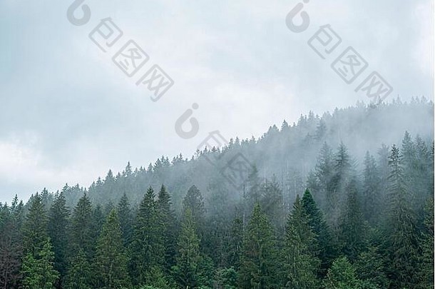 喀尔巴阡山云杉野生森林密集的森林冷杉树多云的天气山
