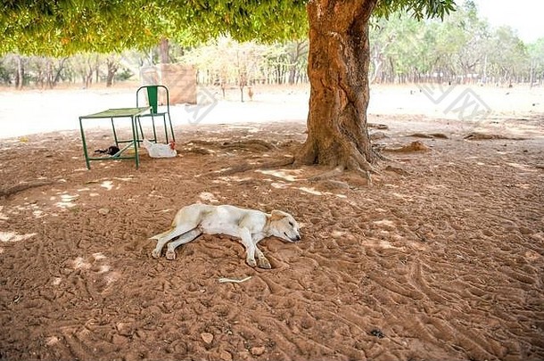 非洲布基纳法索布基纳法索pô地区贝勒狗说谎沙子树