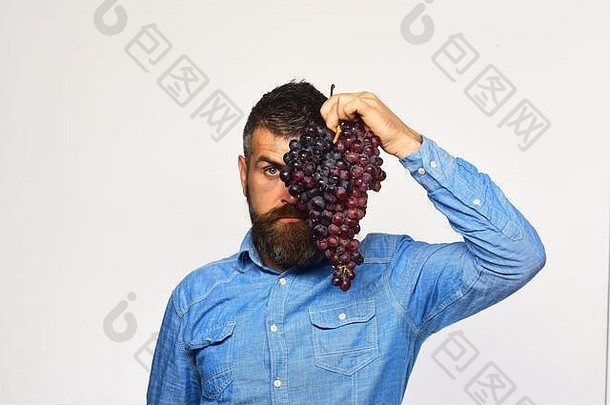 男人。胡子持有群粉红色的葡萄孤立的白色背景农民显示收获葡萄栽培园艺概念酿造者隐藏了脸集群葡萄