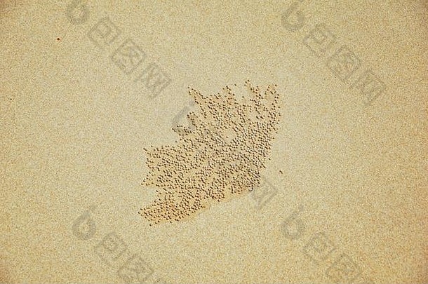 沙子喷水式饮水口蟹摘要模式球沙子海滩已灭绝scopimera多蒂拉家庭多蒂尔科洛姆泰国发现