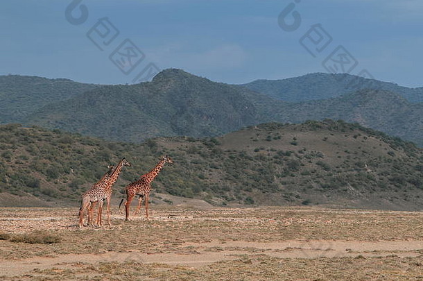 群长颈鹿干旱风景湖马加迪肯尼亚