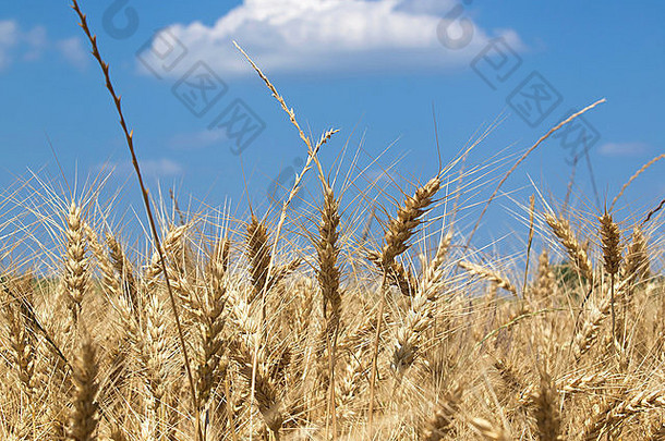 金小麦场蓝色的天空背景