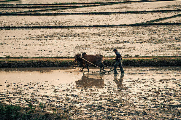 农民犁场越南