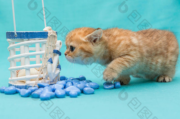 小猫英国大理石海玩具蓝色的背景