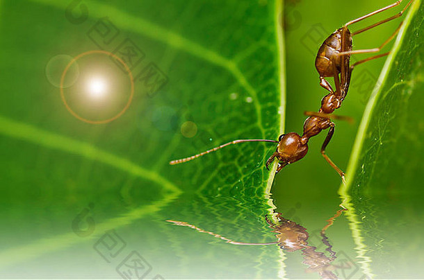 红色的蚂蚁强大的绿色自然