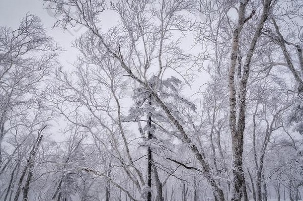 雪霜覆盖<strong>树</strong>下雪<strong>树</strong>木繁茂的森林哈尔滨北部中国冬天