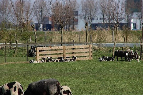 新生儿羊羔草圩春天荷兰