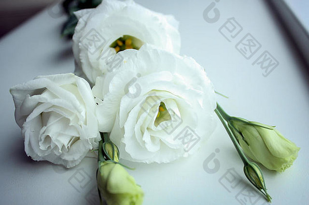 花束白色玫瑰