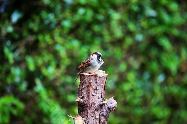 房子麻雀栖息树树干回来花园东贝尔法斯特北部爱尔兰