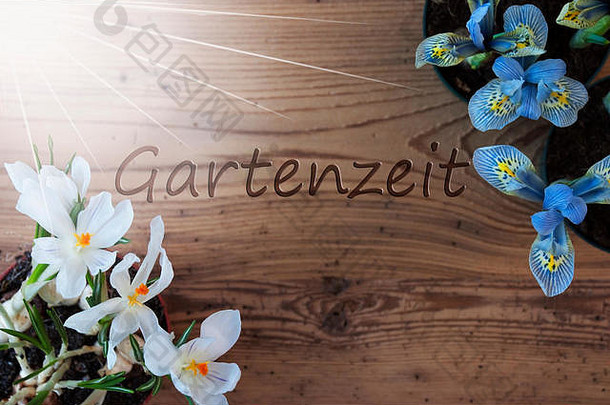 阳光明媚的番红花属风信子gartenzeit意味着花园时间
