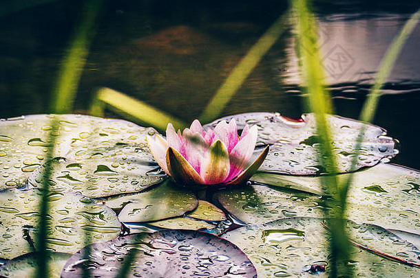 美丽的<strong>粉红色</strong>的彩色水莉莉花日益增长的池塘湖晚上光