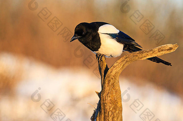 美丽的黑色的白色鸟坐着分支