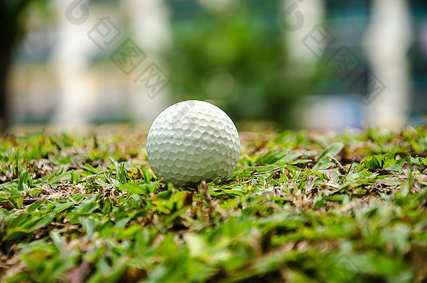 白色高尔夫球球草