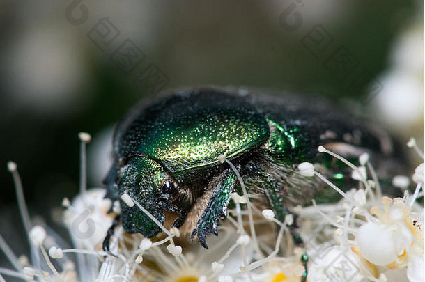 绿色金龟子甲虫白色花塞托尼娅奥拉塔极端的宏特写镜头拍摄