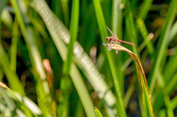 红色的蜻蜓站香蒲latifolia叶关闭水温暖的夏天太阳