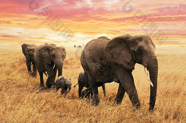 大象家庭路径稀树大草原非洲旅行野生动物环境概念